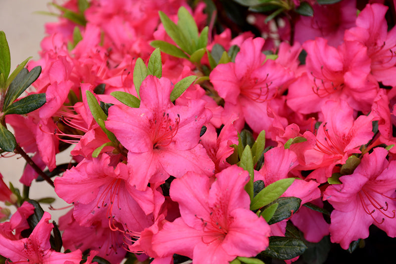 Azalea Girard'S Crimson Rose Pink