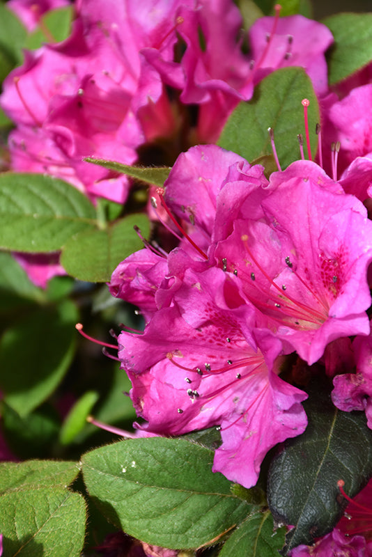 Azalea Encore® Autumn Amethyst®