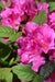 Azalea Encore® Autumn Amethyst®