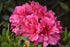 Azalea Encore® Autumn Carnival®