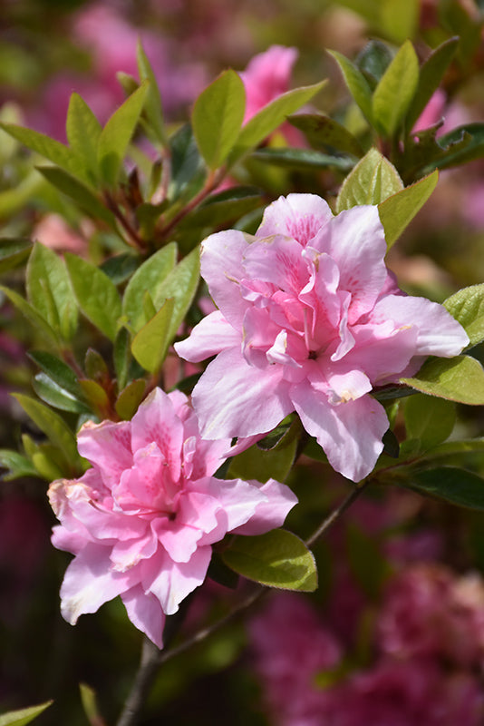 Azalea Encore® Autumn Carnation®