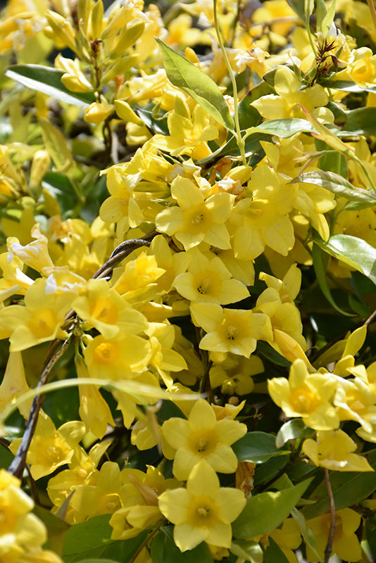 Jasmine Carolina Yellow