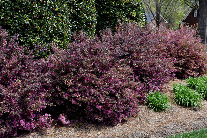 Loropetalum Southern Living Collection Diamond