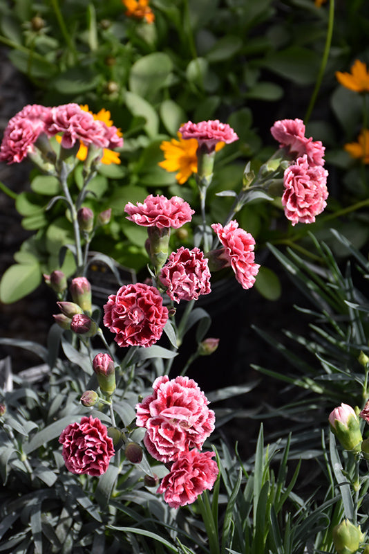 Dianthus Scent First® Sugar Plum