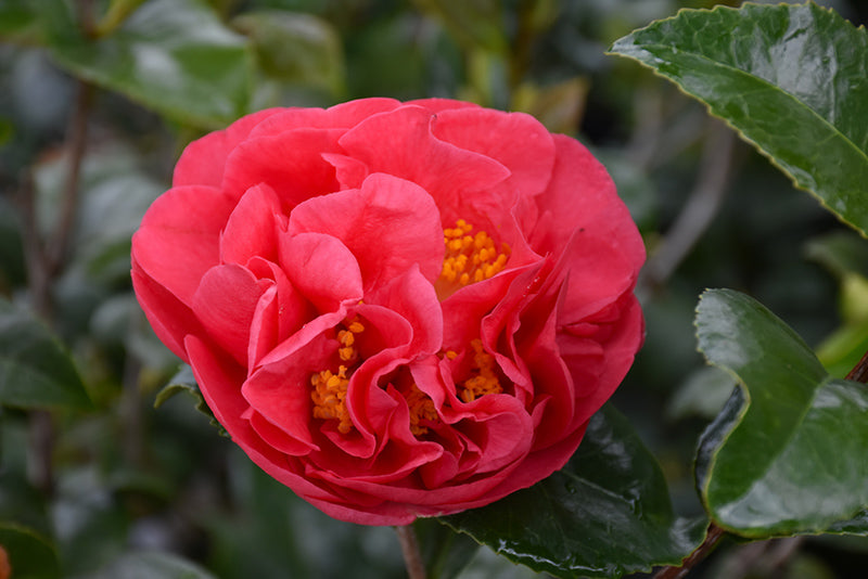 Camellia J. Kramer'S Supreme- Turkey Red