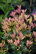 Osmanthus Party Lights™