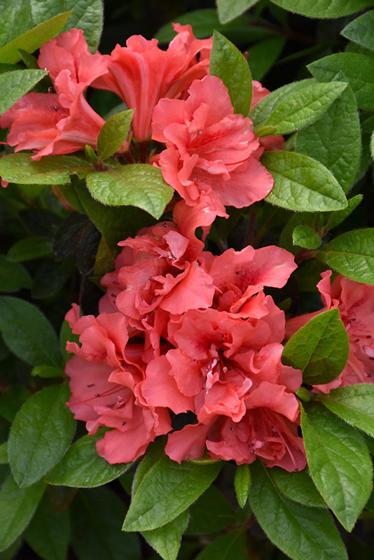 Azalea Encore® Autumn Monarch™