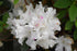 Azalea Encore® Autumn Lily®