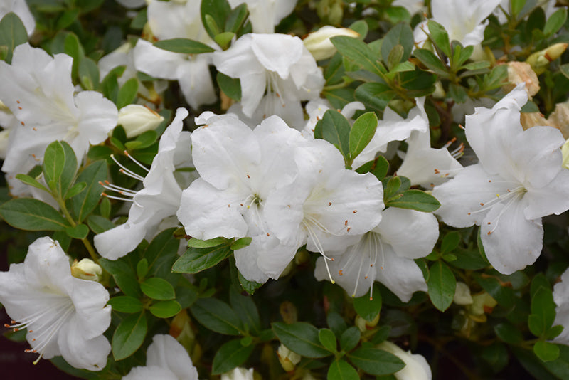 Azalea Encore® Autumn Angel®