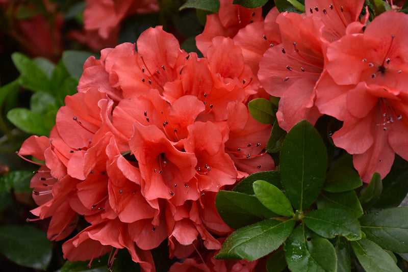 Azalea Encore® Autumn Sunset™