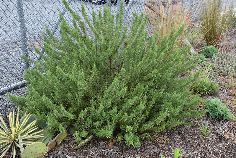 Rosemary Arp (Upright)