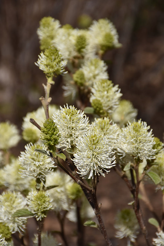 Fothergilla Mt. Airy