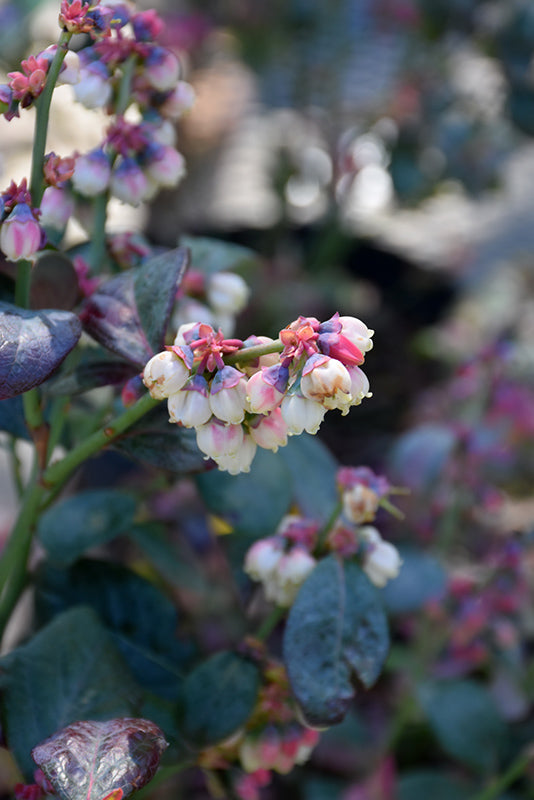 Blueberry Bushel&Berry® Pink Icing®