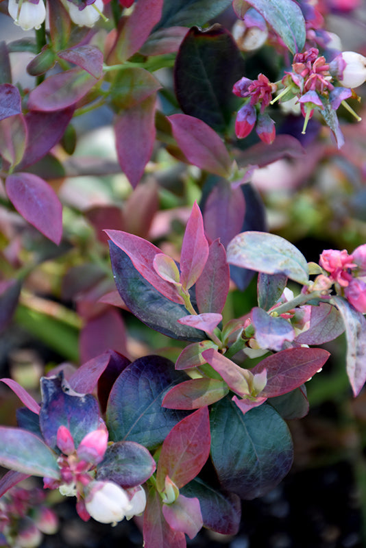 Blueberry Bushel&Berry® Pink Icing®