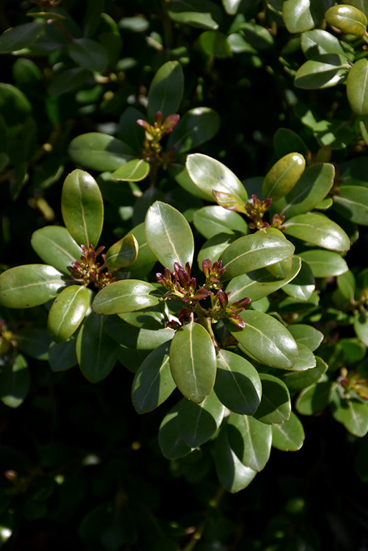 Holly Glabra Shamrock Inkberry