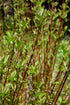 Dogwood Red Twig Artic Fire