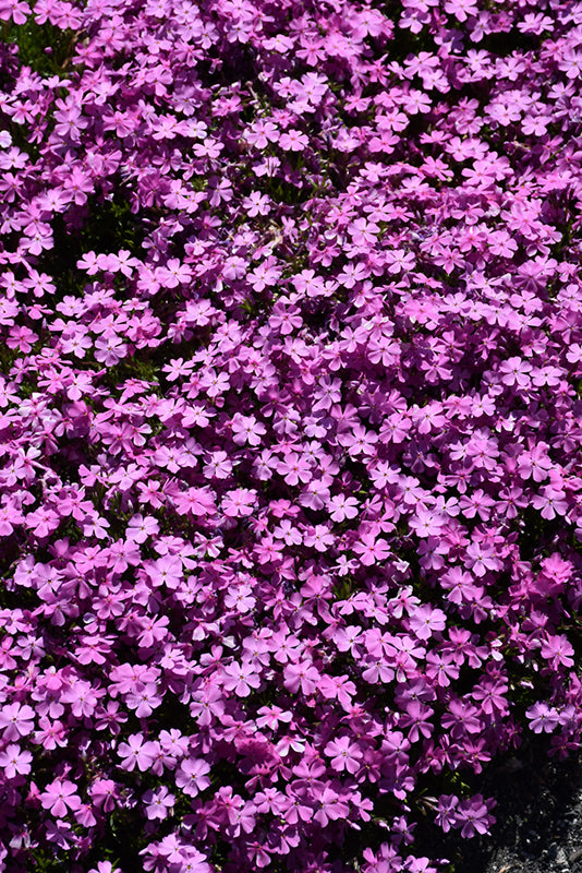 Phlox Emerald Pink