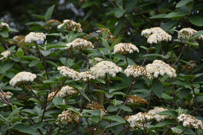 Viburnum Alleghany Leatherleaf