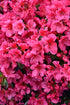 Azalea Girard'S Crimson Red