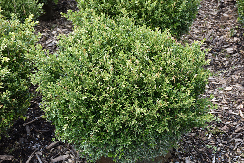 Boxwood Franklin'S Gem