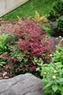 Nandina Obsession™