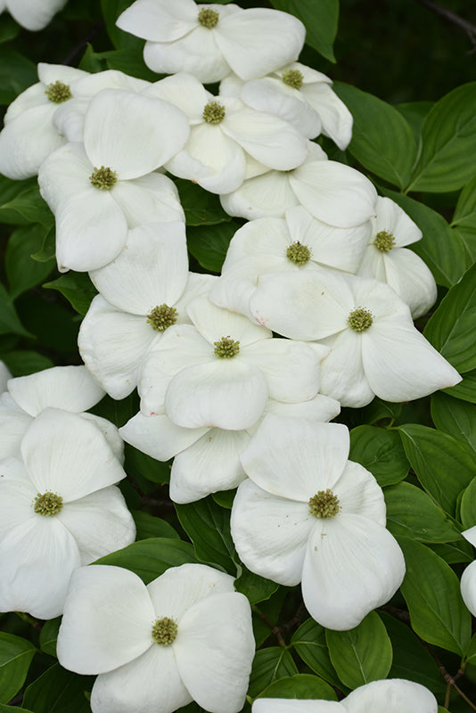 Dogwood Aurora®