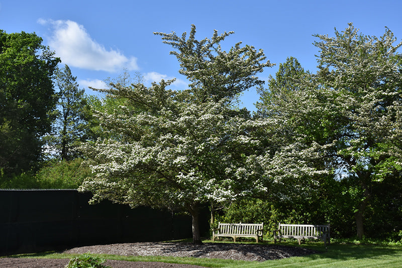 Hawthorn Winter King