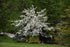 Dogwood Aurora®