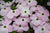 Dogwood Stellar Pink®