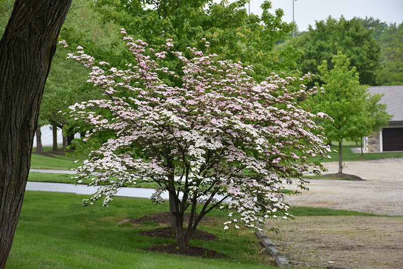 Dogwood Stellar Pink®