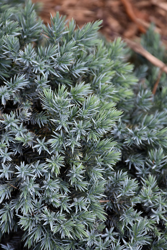 Juniper Blue Star