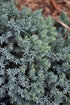 Juniper Blue Star