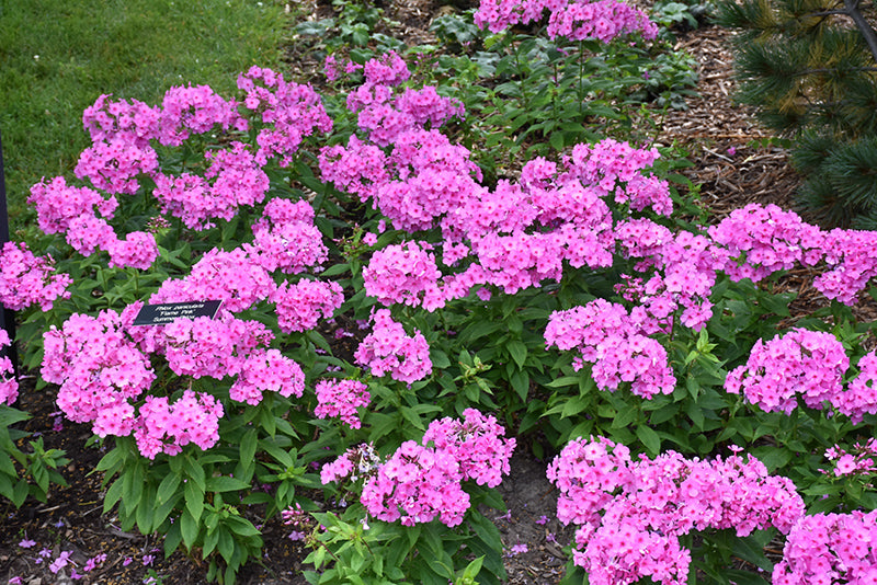 Phlox Pink Flame™ (Upright)