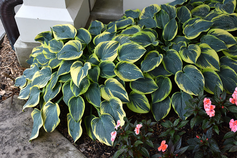 Hosta First Frost