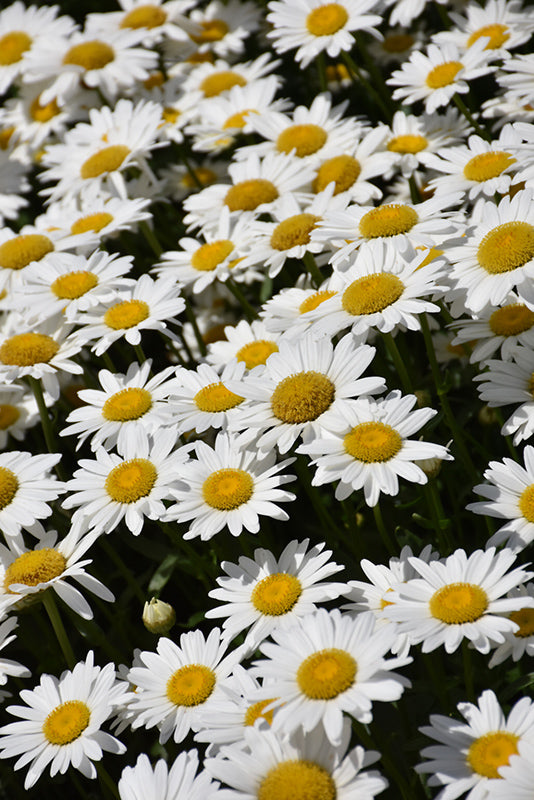 Shasta Daisy Becky