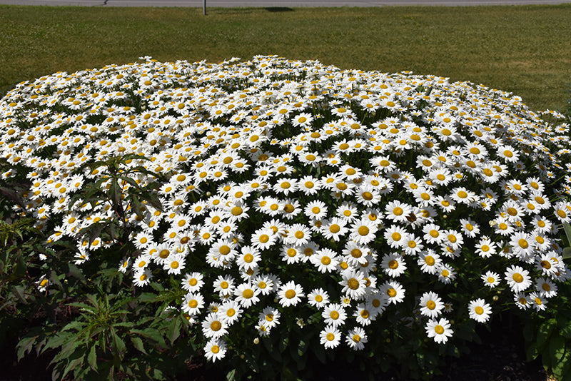 Shasta Daisy Becky