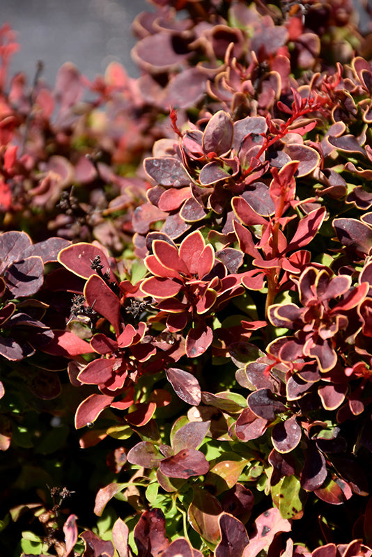 Barberry Golden Ruby®