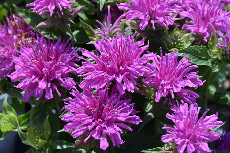 Beebalm Balmy™ Lilac