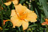 Daylily Apricot Sparkles- Apricot