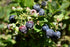 Blueberry Bushel&Berry® Jelly Bean®