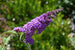 Butterfly Bush Butterfly Candy® Lil' Grape™