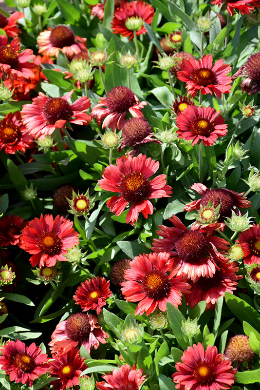 Blanketflower Mesa Red