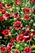 Blanketflower Mesa Red