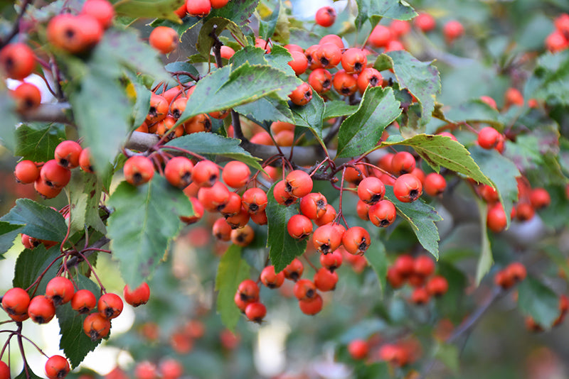 Hawthorn Winter King