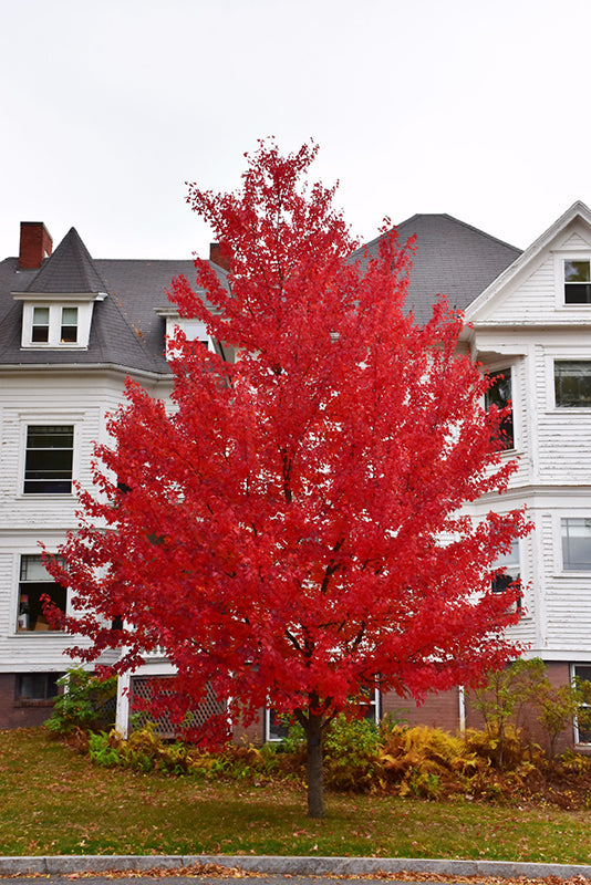 Maple Red Sun Valley