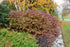 Dogwood Red Twig Baileyi