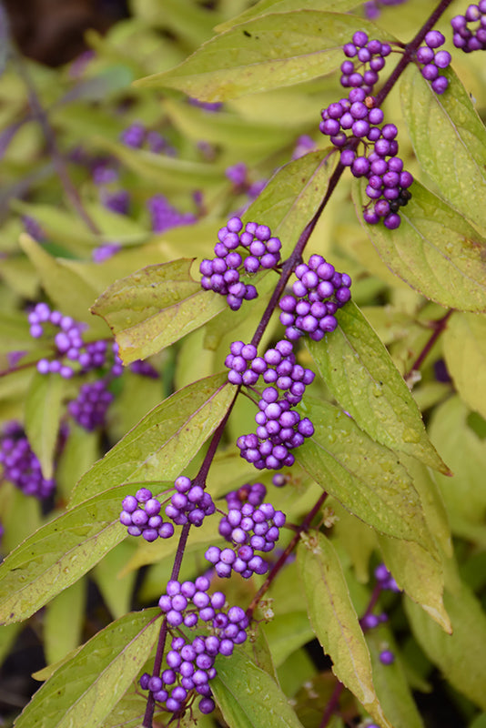 Beautyberry Early Amethyst