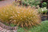 Grass Fountain Dwarf Hameln