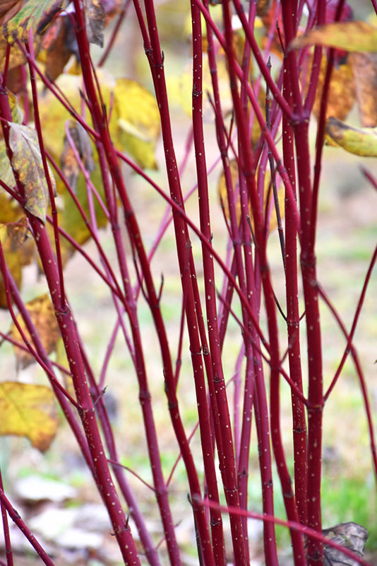 Dogwood Red Twig Red Twig
