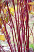 Dogwood Red Twig Red Twig